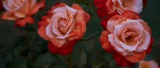 Цветет, красива и пышна: все о выращивании чайной розы