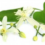 Цветки состоят из четырех узких белых (с зеленоватым оттенком) лепестков, расположенных крестообразно
