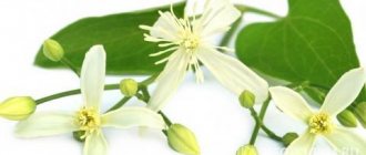 Цветки состоят из четырех узких белых (с зеленоватым оттенком) лепестков, расположенных крестообразно