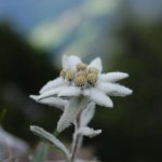 цветок эдельвейс описание