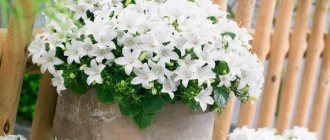 Цветок Невеста. Фото кампанула комнатная, садовая многолетняя, семена, уход