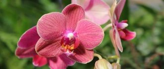 Цветок орхидеи похож на бабочку