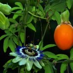 Цветок пассифлоры и плод