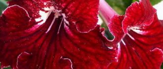 Цветок стрептокарпус