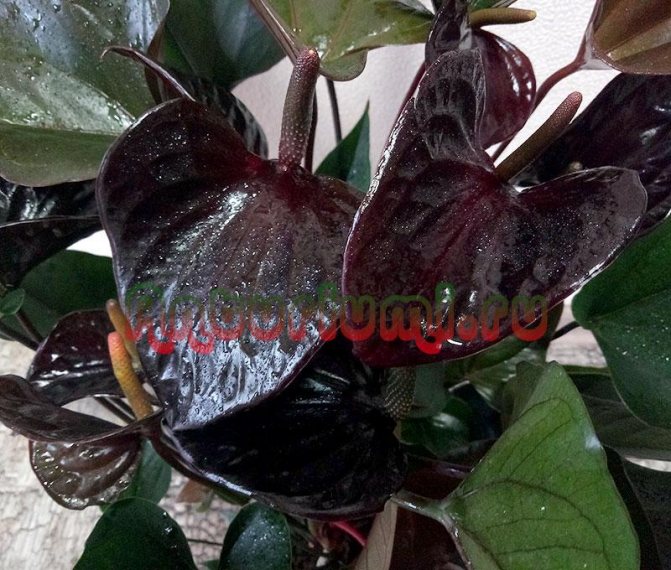 Цветы Антуриума Блэк Бьюти (Anthurium Black Beauty)