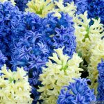 Цветы гиацинты: как ухаживать в домашних условиях и в саду, легенда о цветке гиацинте