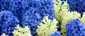 Цветы гиацинты: как ухаживать в домашних условиях и в саду, легенда о цветке гиацинте