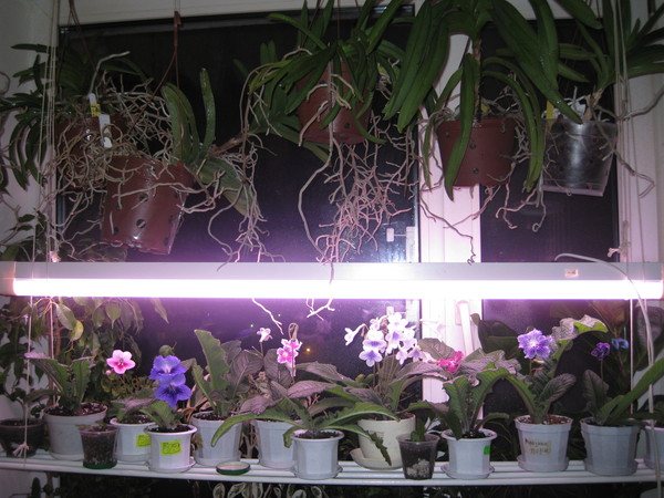 Цветы стрептокарпусы: уход и выращивание, видео, фото, полив, подкормка