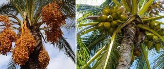 декоративная пальма