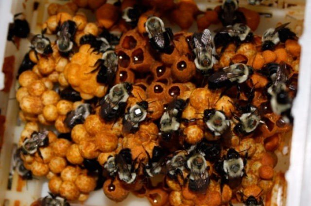 Делают ли шмели мед и в чем его особенности