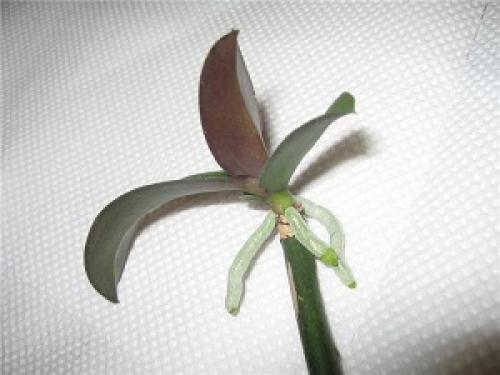 Детка орхидеи на сухом цветоносе. Появилась детка на цветоносе орхидеи — что делать?