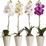 Для орхидеи необходим такой грунт, который способен удержать фаленопсис в вертикальном положении