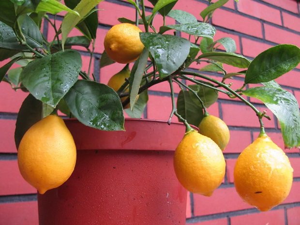 Домашние лимончики