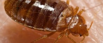 Домашние насекомые: описание, образ жизни, особенности питания