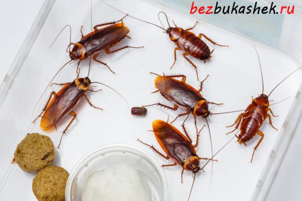 Домашние тараканы