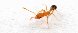 Домашний рыжий муравей является настоящим вредителем на кухне