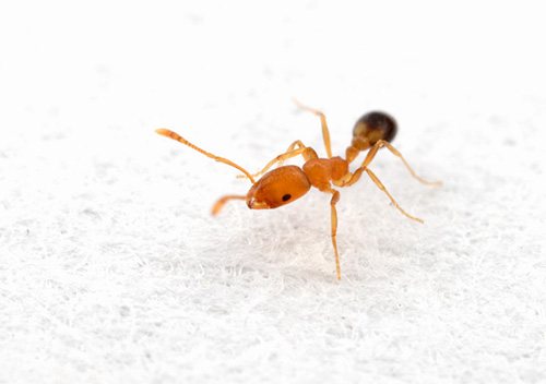 Домашний рыжий муравей является настоящим вредителем на кухне