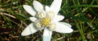 Эдельвейс горный цветок. Фото, где растет, посадка и уход, польза