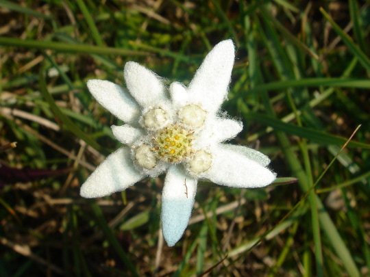 Эдельвейс горный цветок. Фото, где растет, посадка и уход, польза