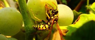 Эффективная защита винограда от ос и пчел