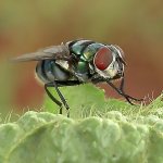 Эпидемиологическое значение мухи - фото