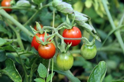 Еще не знаете, чем подкормить томаты во время плодоношения? Раскрываем секреты сладких плодов и хороших урожаев!