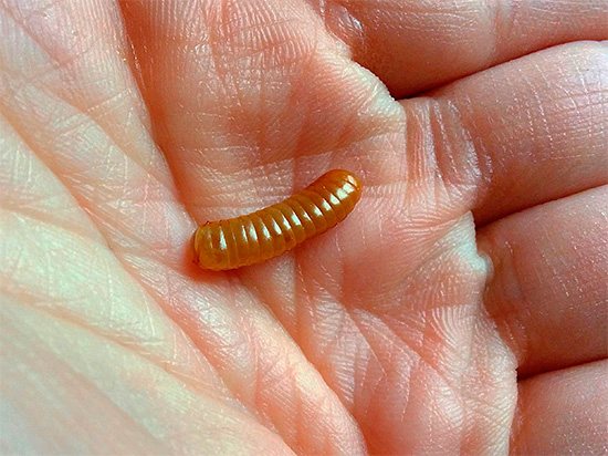 Если вы нашли в своем доме оотеку таракана, сохранившую целостность, то лучше ее уничтожить, так как из содержащихся в ней яиц могут вылупиться личинки.