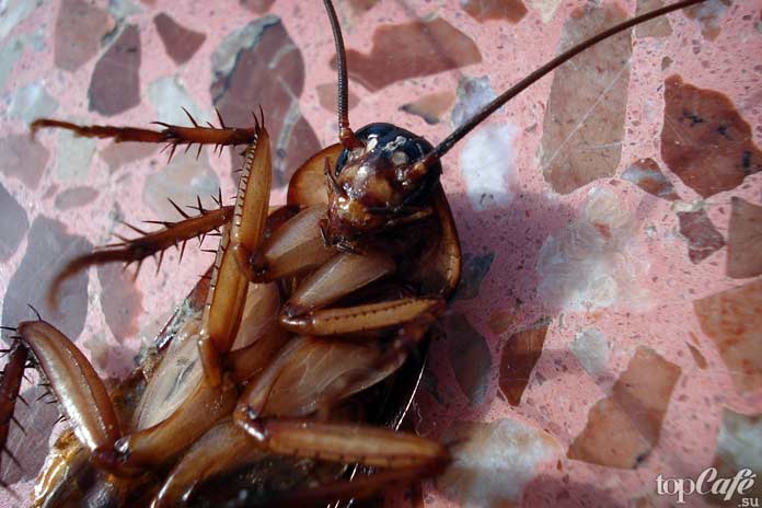 Факты о тараканах: Таракан на спине