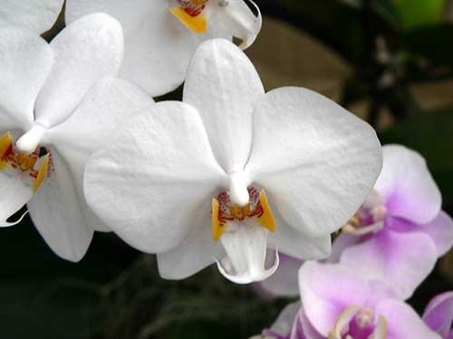 Фаленопсис - орхидея-бабочка