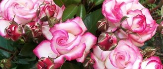 Фантастическая роза Профессор Хендель с эффектным двухцветным окрасом