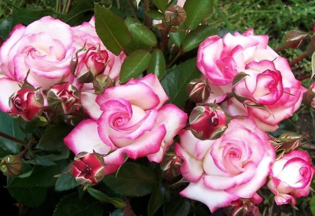 Фантастическая роза Профессор Хендель с эффектным двухцветным окрасом