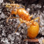 фараоновы муравьи в квартире как избавиться