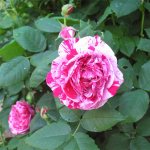 Фердинанд Пичард розы