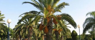Финиковая пальма — символ плодородия и процветания