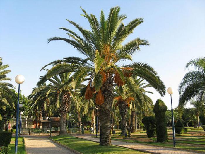 Финиковая пальма — символ плодородия и процветания