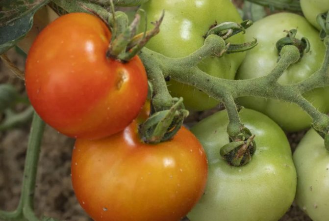 Фитофтора на помидорах в открытом грунте - чем обработать