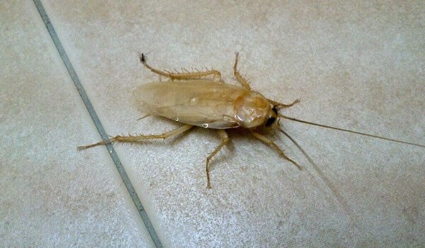 Фото: Белый таракан в квартире