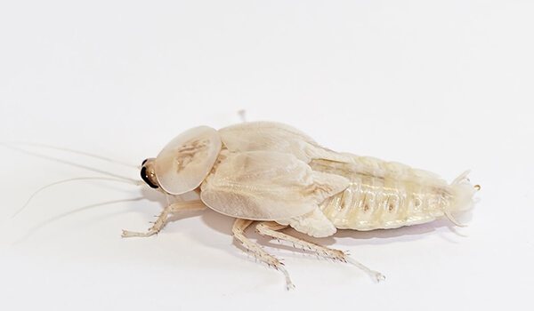 Фото: Как выглядит белый таракан
