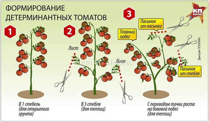 фото пасынкования детерминантных томатов