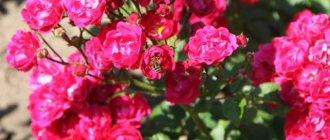 Фото полиантовой розы