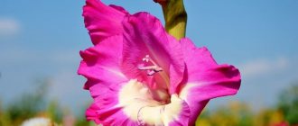 Фото розового гладиолуса