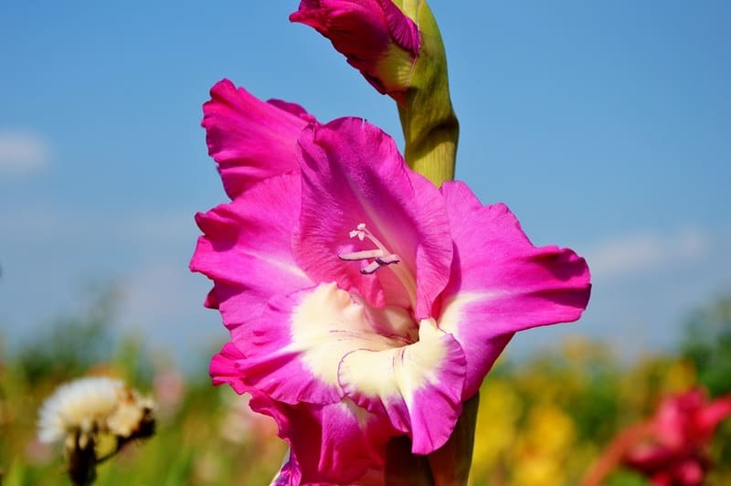 Фото розового гладиолуса