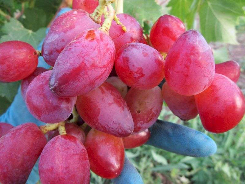 Фото винограда Дубовский розовый