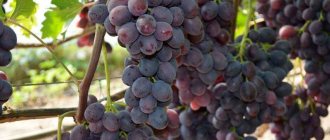 Фото винограда сорта Заря Несветая