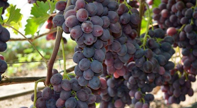 Фото винограда сорта Заря Несветая
