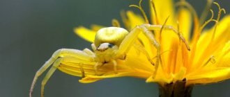 Фото: Жёлтый паук