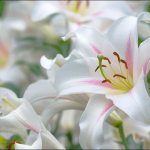 Фотография белой лилии