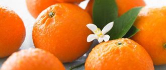Гибрид апельсина и мандарина, название которого клементин