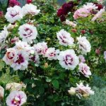 Гибридная роза Eyes for You (Айс фо Ю): описание сорта, фото в саду
