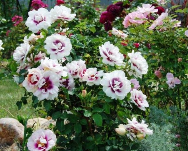 Гибридная роза Eyes for You (Айс фо Ю): описание сорта, фото в саду